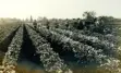 The-Thedford-Bog2.jpg