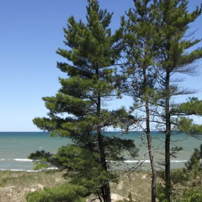 Pine trees waving in the wind