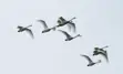 Tundra-Swan-Trivia-Image---Sized-01.png