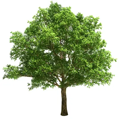 Big oak tree with bright green leaves