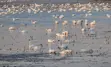 Tundra-Swan-Calendar-Image-Box.jpg