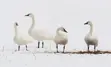 Three tundra swans in the snow.