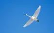 Swan-Migration.jpg