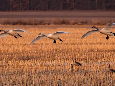 Tundra Swans fly through a field in March 2025