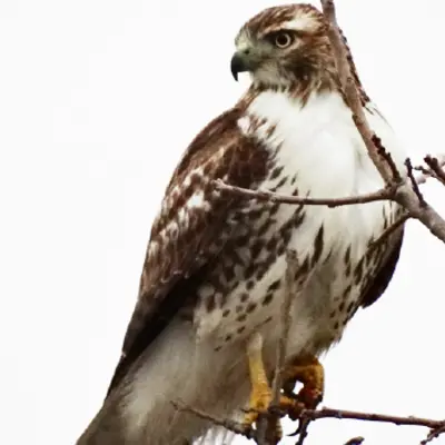 A picture of a hawk perched high up on a tree branch.
